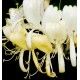 Descrizione —

cuore magico di questo profumo e la combinazione floreale delicato, lo rendono un classico senza tempo, un inno alla sottigliezza e l'innocenza.
Note Olfattive —
Floral - Floral

41 es un perfume delicado para una mujer inocente y dulce.

Nota de salida, son las primeras que se aprecian en el perfume.

Notas de corazón, son el alma del perfume.

Notas de fondo, son las que dan la profundidad al perfume.

Madreselva

Nota de salida

Madreselva

Ylang Ylang

Notas de corazón

Ylang Ylang

Madera

Nota de fondo

Madera

Nota di Testa

Caprifoglio

Nota di Cuore

Ylan Ylang

Nota di Fondo

Legno
